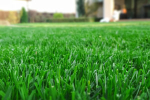 Green grass in the summer heat that gets lawn care service from a small lawn care company in Springfield, Illinois