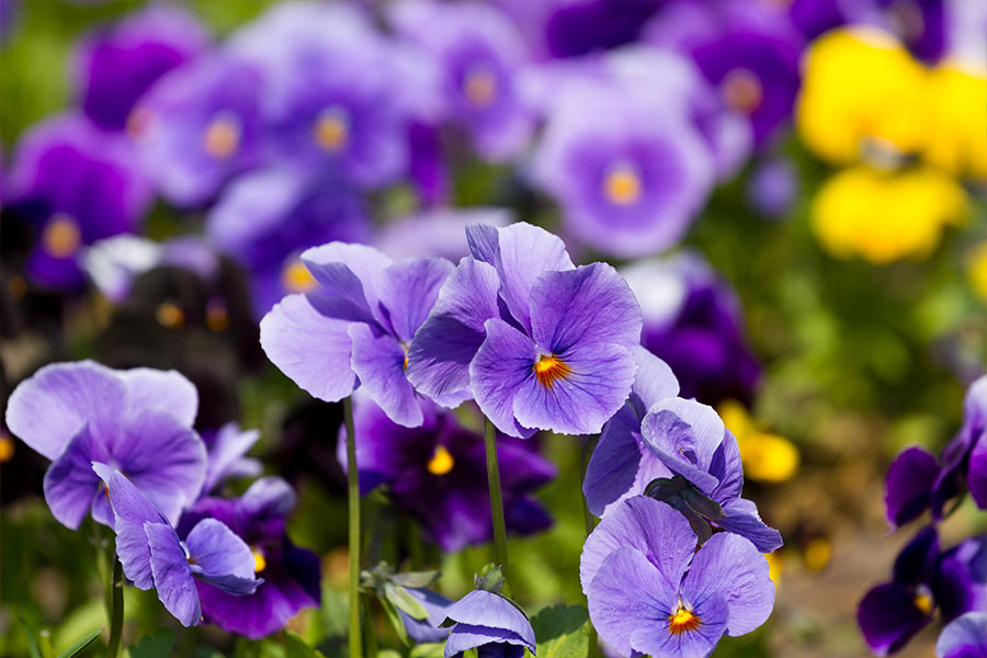 Purple Violas planted in fall by lawn care experts in Springfield, Illinois