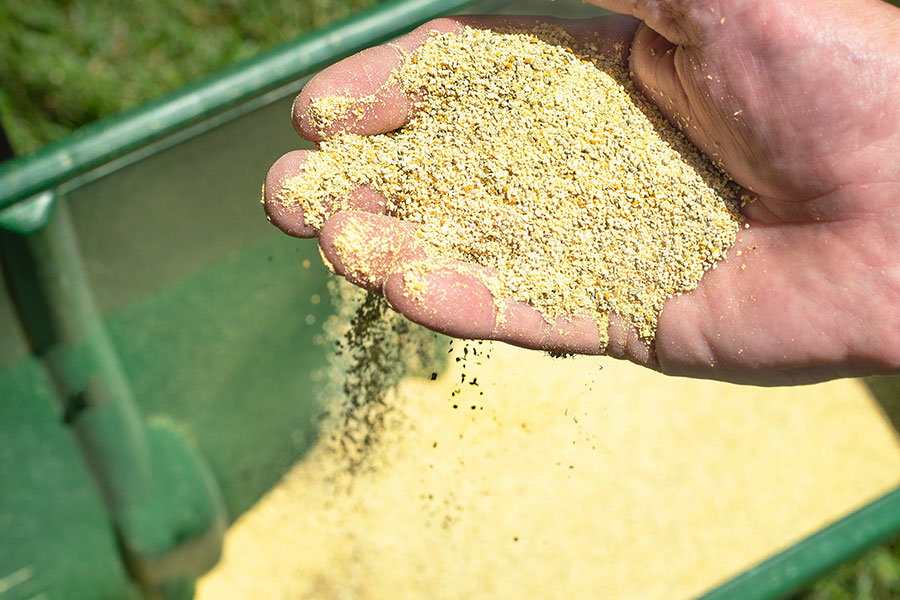 A person holding a handful of yellowish fertilizer to spread throughout a residential yard in Springfield, IL to help the grass and plants grow.