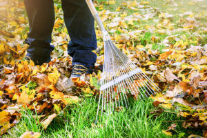 Person in Springfield, IL, Raking leaves outside during the fall.