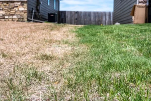 A lawn in Springfield, IL with dead grass and green grass, showing some summer lawn care mistakes.