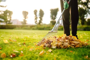 Person raking up leaves in the yard of a Springfield, IL resident as part of his or her fall cleanup tasks.