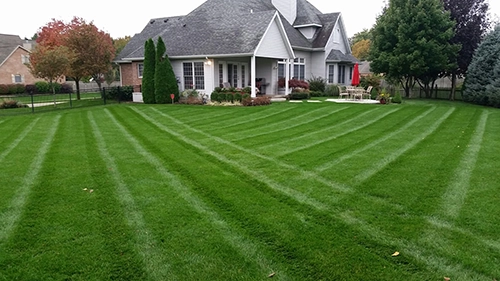 A beautiful lawn in Springfield, IL, after being treated with liquid aeration by Wellman’s Lawn Care.