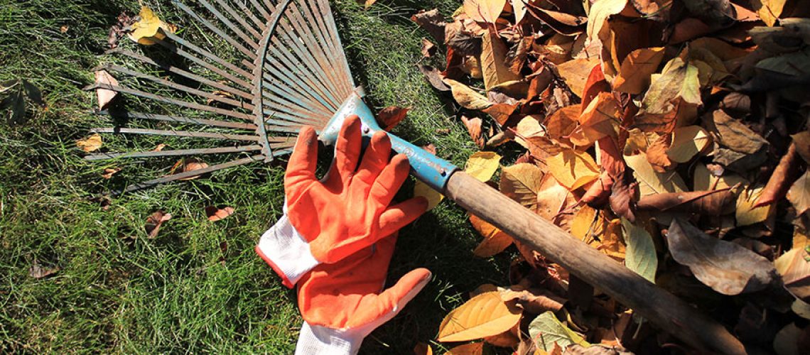 An old rake and orange gloved laying on a pile of fall leaves to symbolize yard cleanup for residential homes in Springfield, IL.